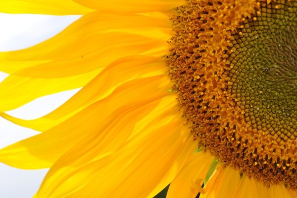 Słonecznikowe Promienie.