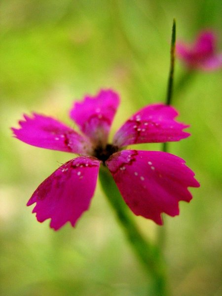 dianthus deltoides