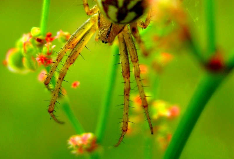 araneus