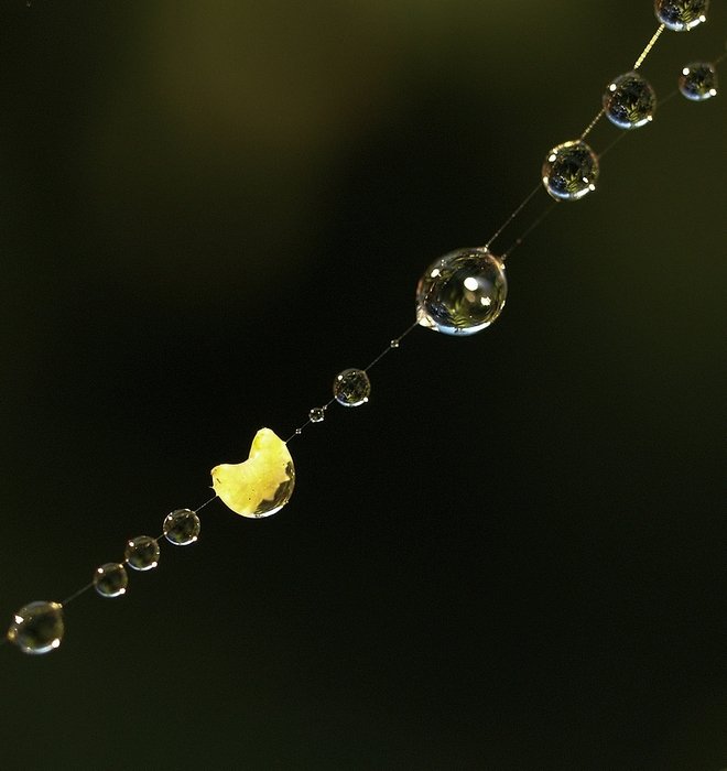 ...mikrokosmos - c.d...