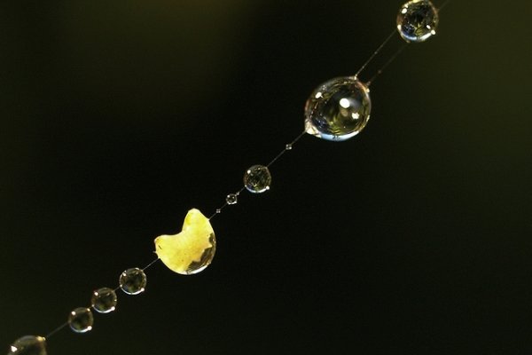 ...mikrokosmos - c.d...