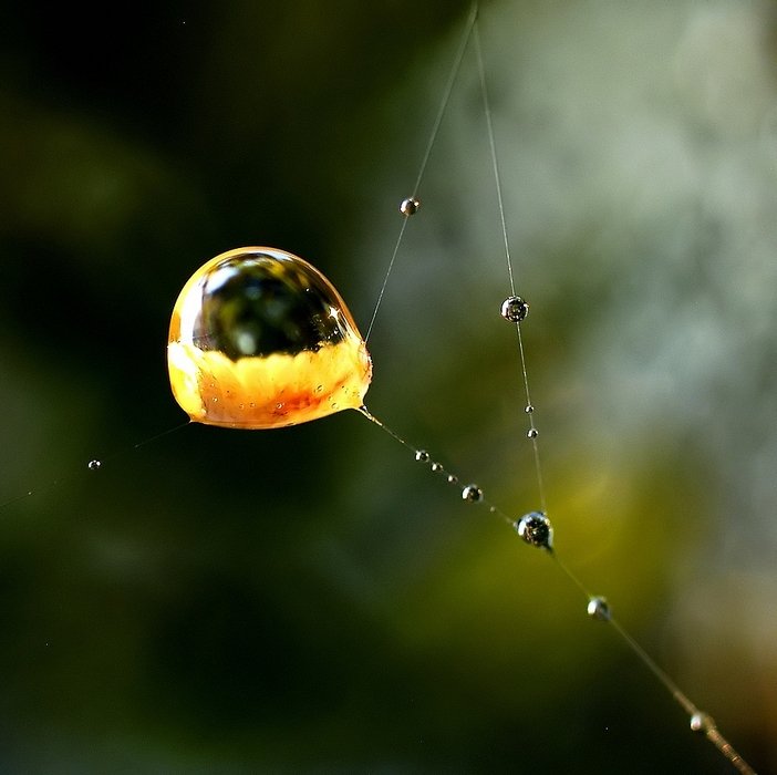 ...mikrokosmos - c.d...