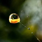 ...mikrokosmos - c.d...