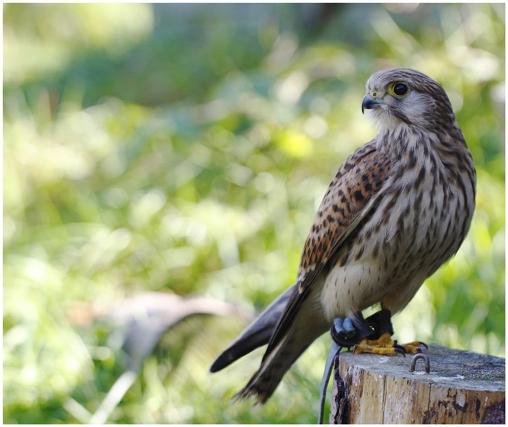 szkoda ze ptaszek w niewoli