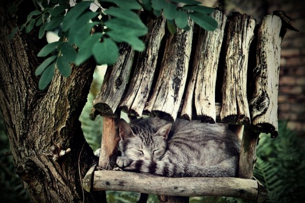 koci karmnik dla ptaków