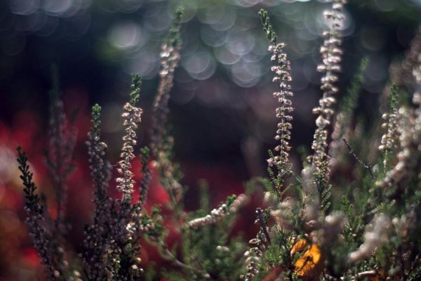 w blasku jesieni i kolorze wrzosu