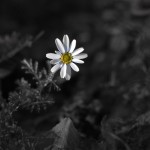 samotnie  i kolorowo?