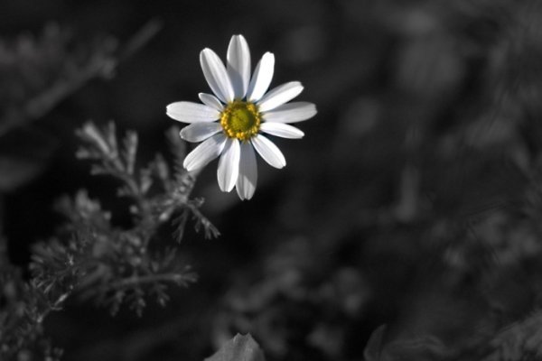 samotnie  i kolorowo?