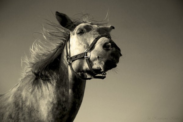 Syndromy dnia drugiego vol 2