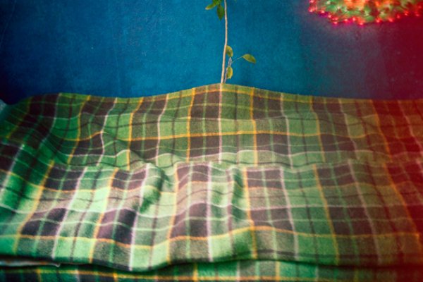 zapominajka hałaśliwa:.