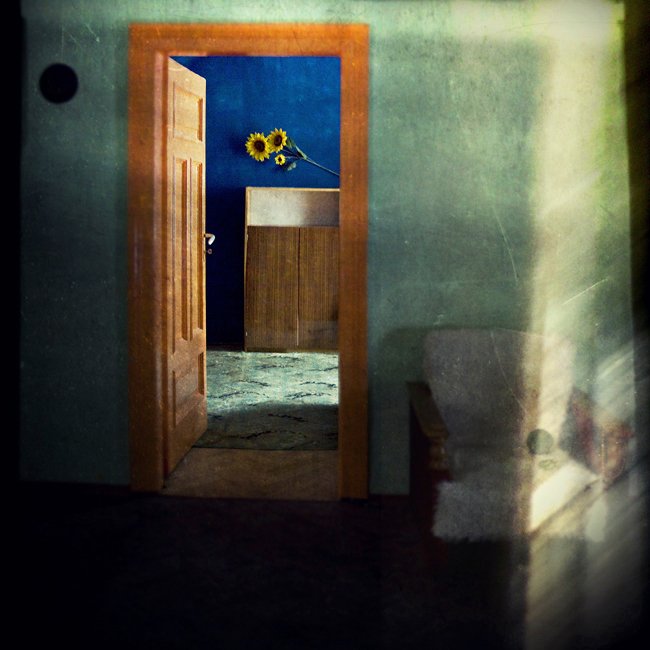 niezapominajka hałaśliwa:.