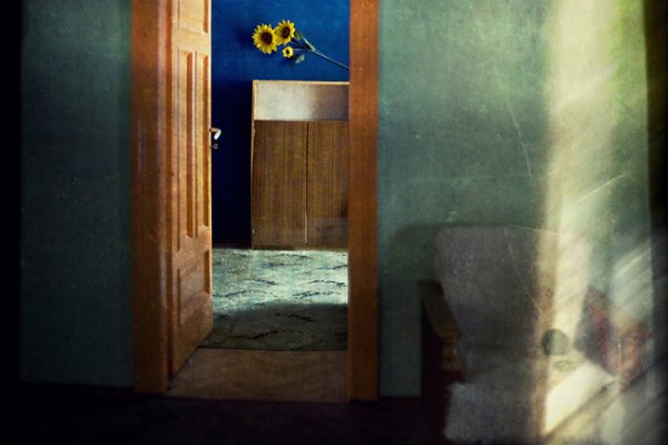 niezapominajka hałaśliwa:.