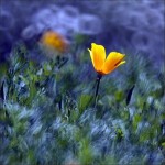 Chodź, pomaluj mój świat ...