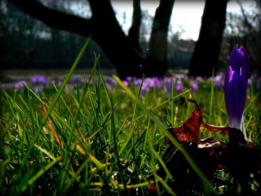 Trawnik z krokusami...