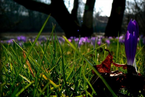 Trawnik z krokusami...