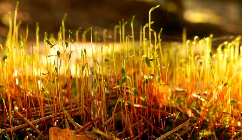 WIOSNA BUDZI SIĘ TEŻ  W LESIE