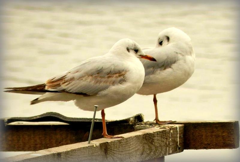 ...I KTÓRA USTOI DŁUŻEJ NA JEDNEJ NÓŻCE???
