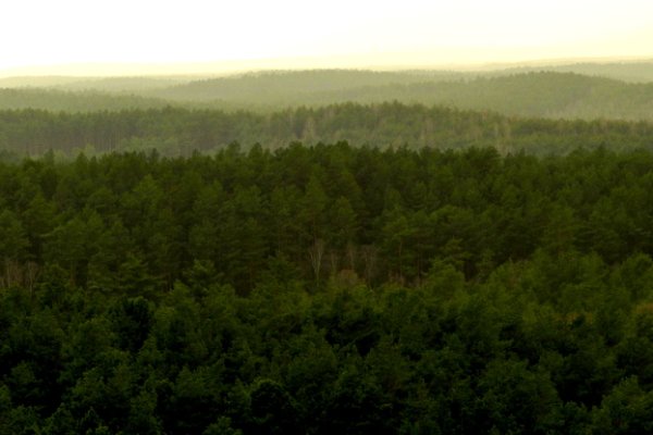 A DOOKOŁA  TYLKO LAS...II