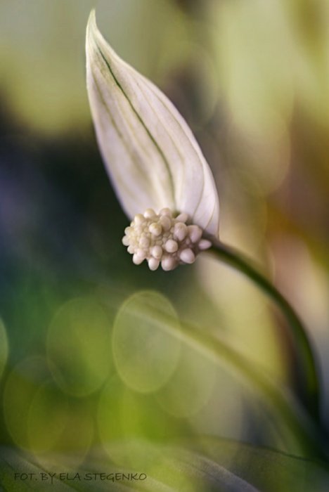 Skrzydłokwiatowe impresje