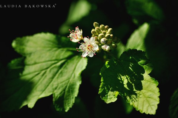 Pęcherznica kalinolistna