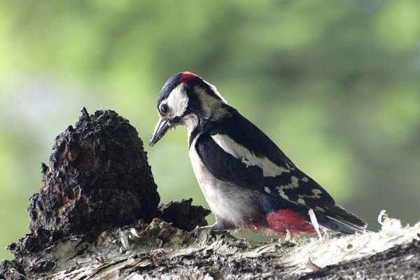 ...Dzięcioł duży (Dendrocopos major)