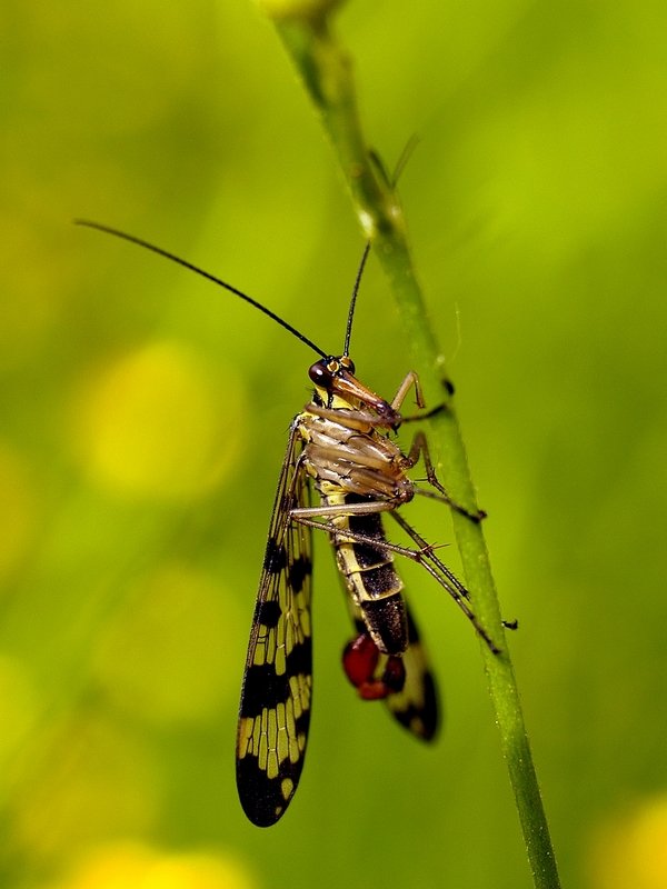 ...Wojsiłka pospolita (Panorpa communis)