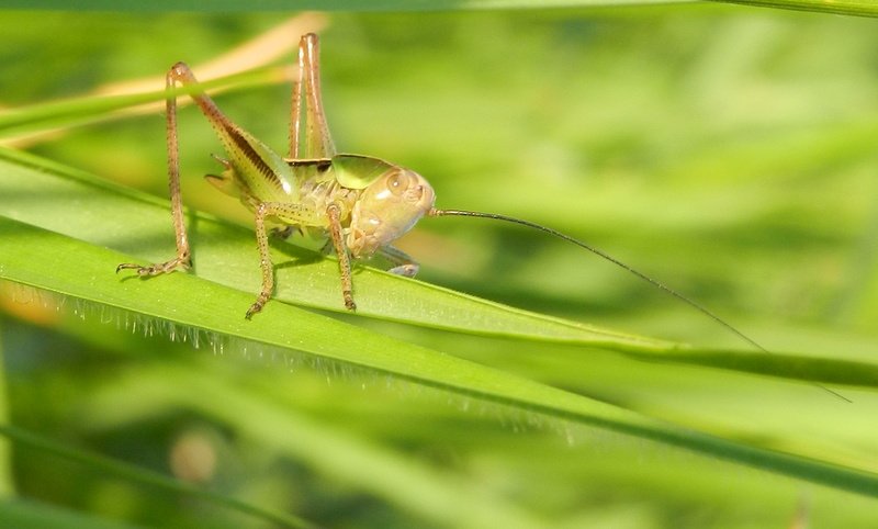 Koń ,a może konik...