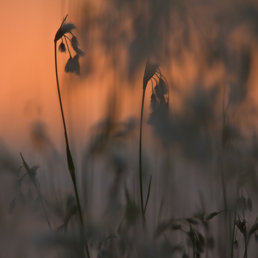 Wieczór na bagnie...