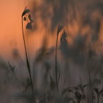 Wieczór na bagnie...