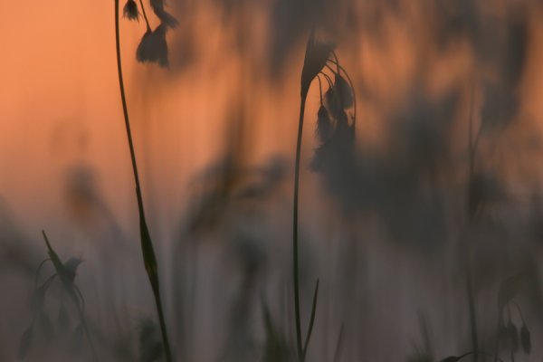 Wieczór na bagnie...