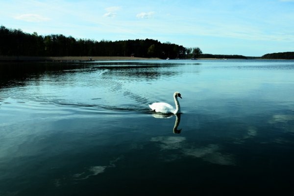 łabędź