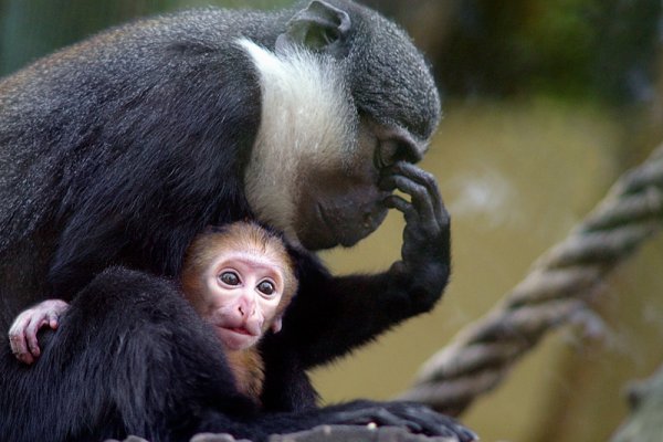 Demotywator ewolucyjny :)