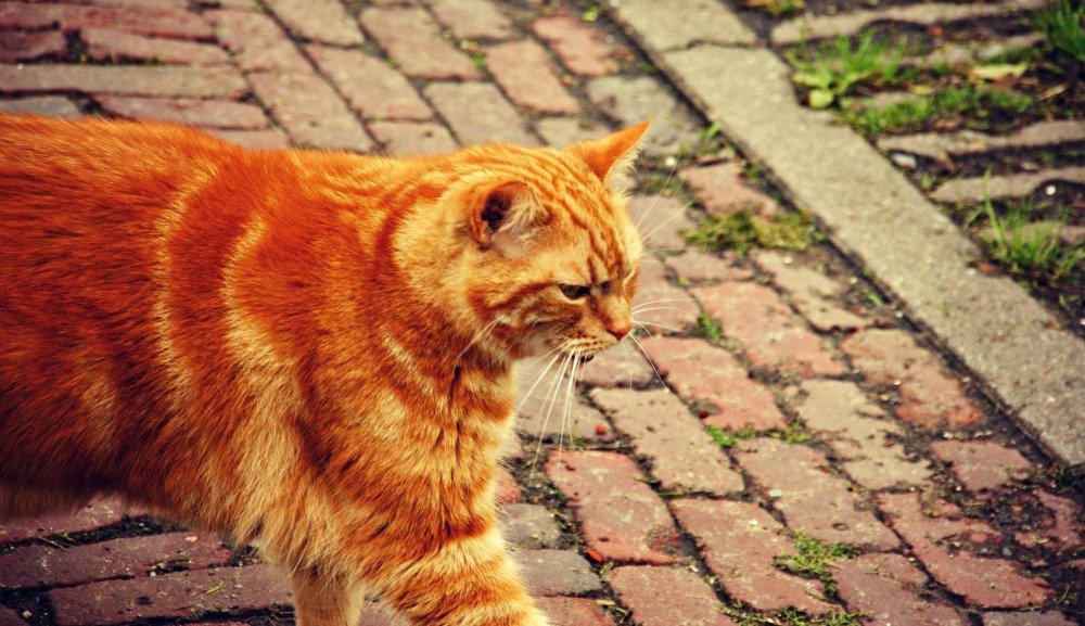 Spacer Krzywołapa ;)