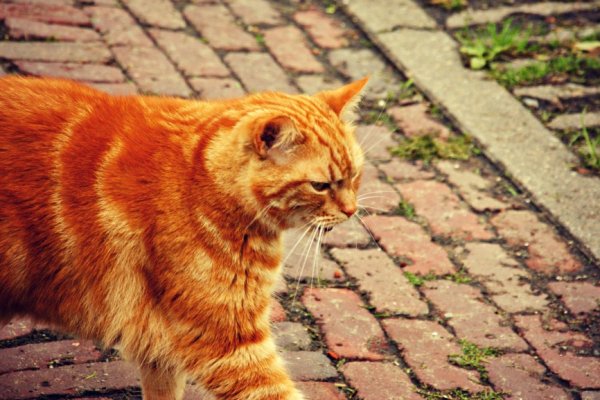 Spacer Krzywołapa ;)