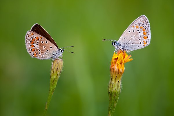 Bo do tanga trzeba...
