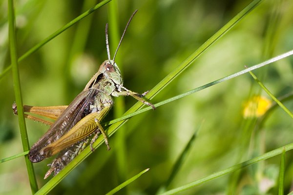 Jaśnie Pan Świerszcz :)