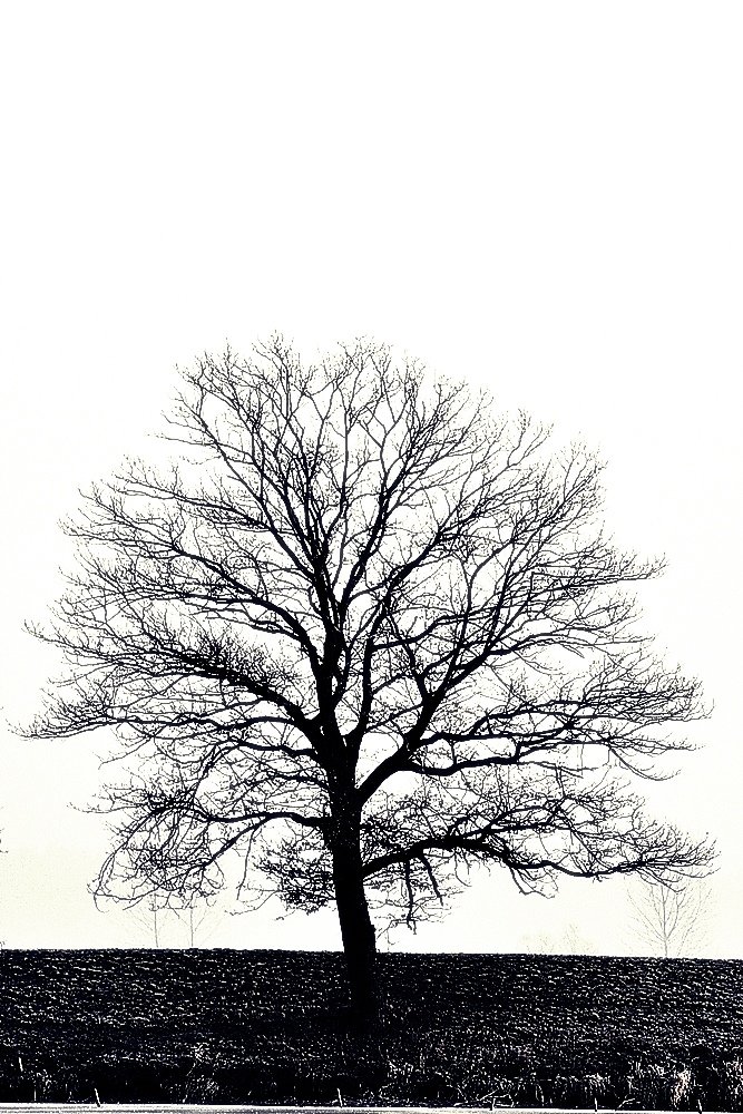Tree...