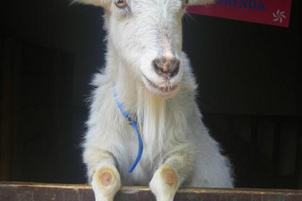 Emerytura  kozy  Brendy