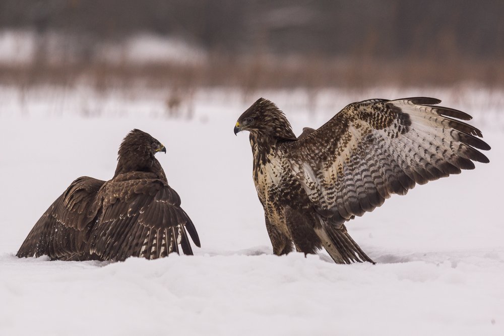 Seria myszak - Ja tu rządzę.