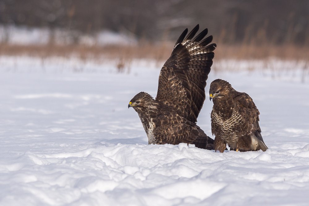 Seria myszak - Za mną marsz.
