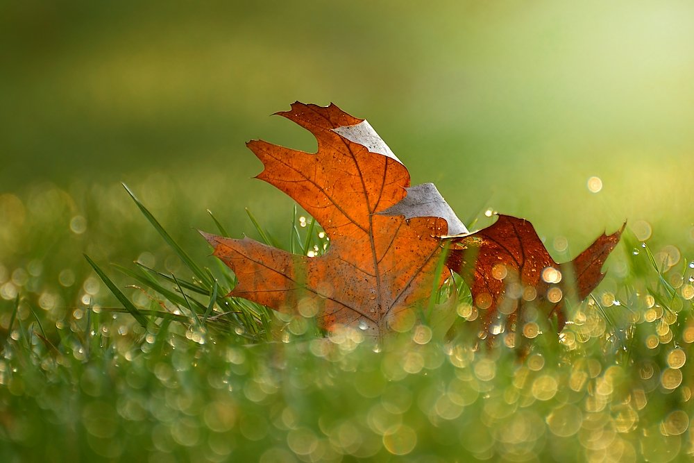 Ostatni liści spacer