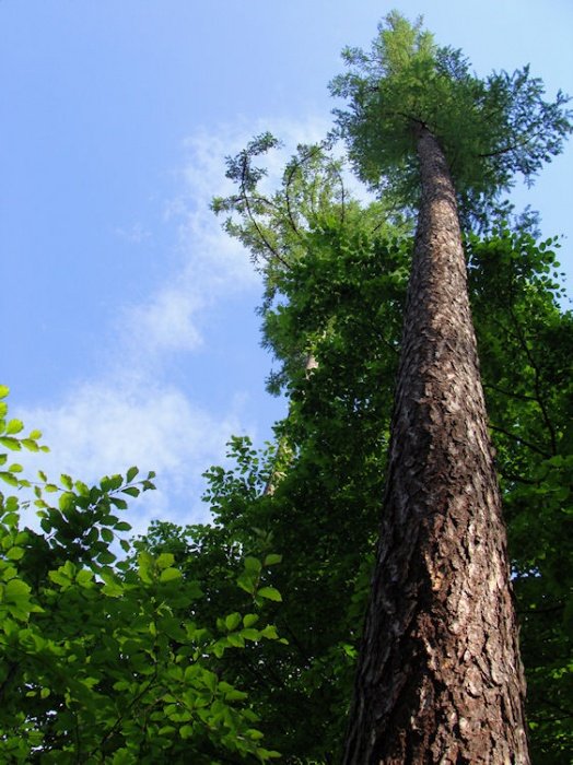 Kiedyś ranem przyjdą drwale...