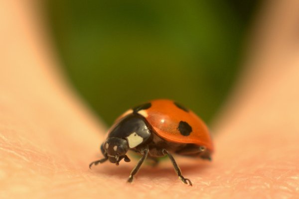 Jakby ktoś miał wątpliwości czy biedronki są groźne...