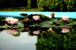 pływajace kwiaty...
