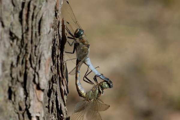 "make love not war" ;)