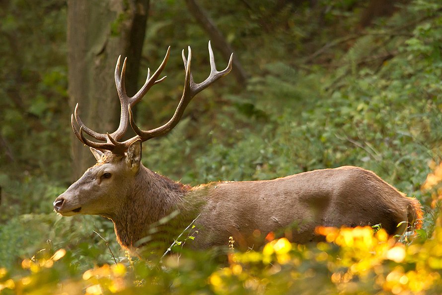 Lasu podglądanie...