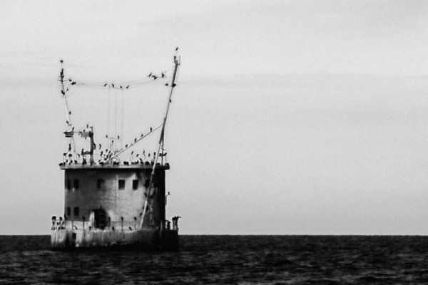 Kormorany po greifswaldzku