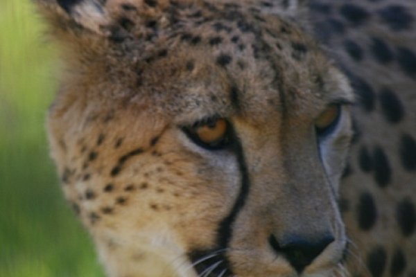 gepard
