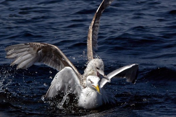 Za wszelką cenę...