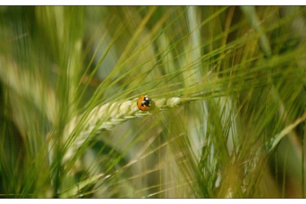buszująca w zbożu..